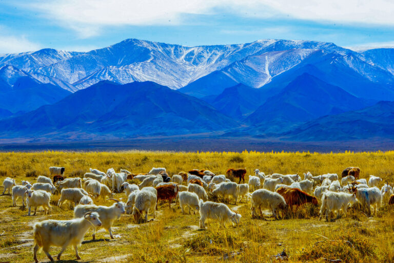 Sui Banglun - 《天山牧场Pasture-under-Tianshan》DSC02736
